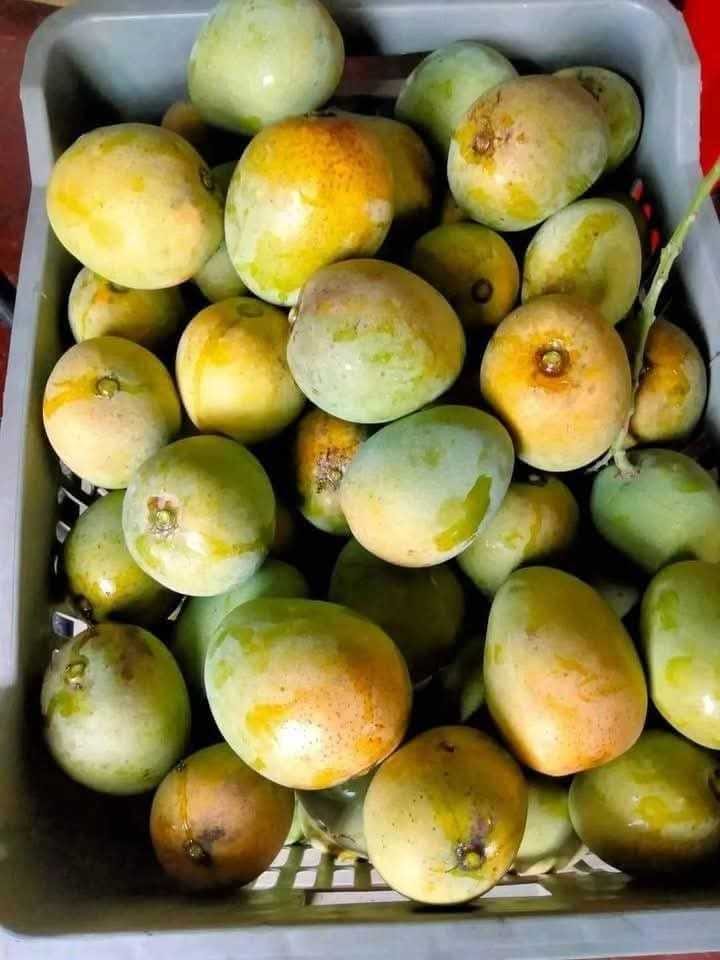 Fresh Tomatoes